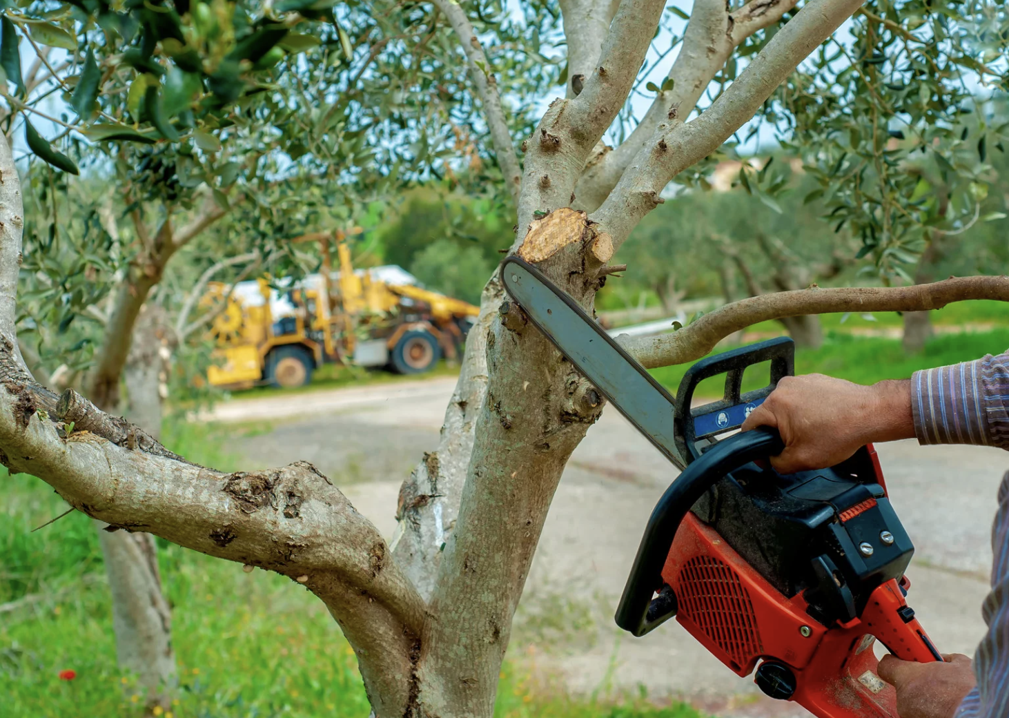 Servicio profesional de poda y tala en Tierra Estella, Ribera y alrededores